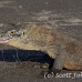 dragon_komodo_hsb_rinca_h_1957_kom4316.jpg